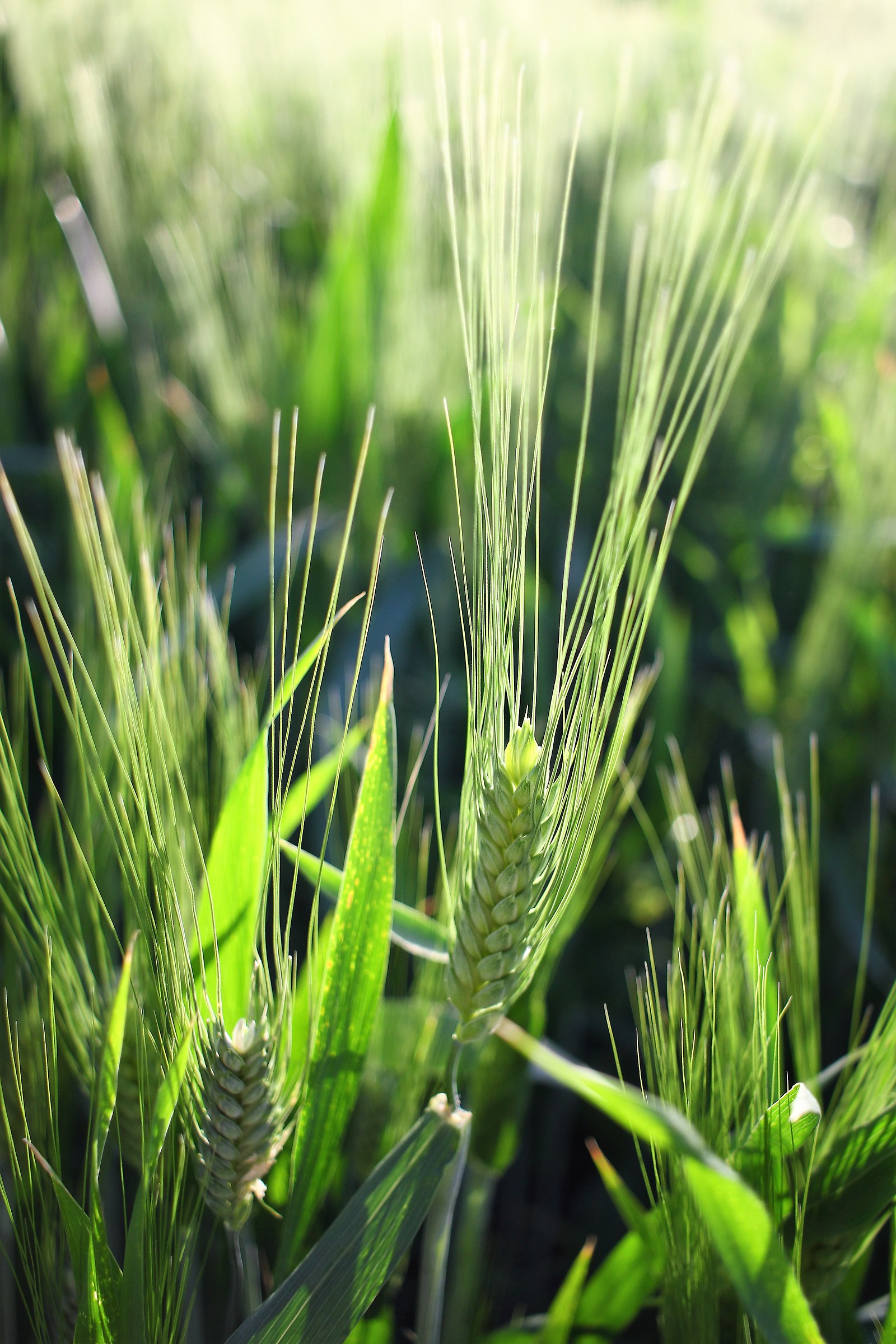 The green gold of the earth