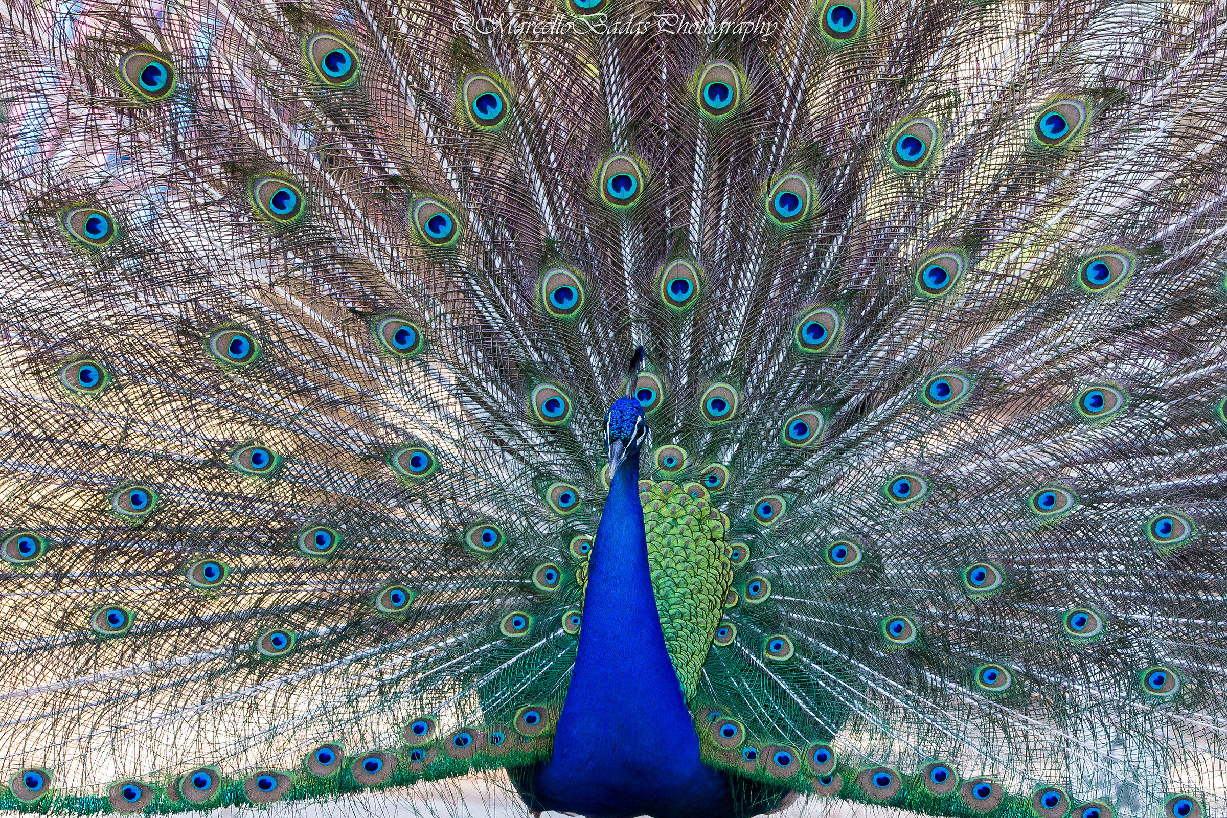 His Majesty Peacock