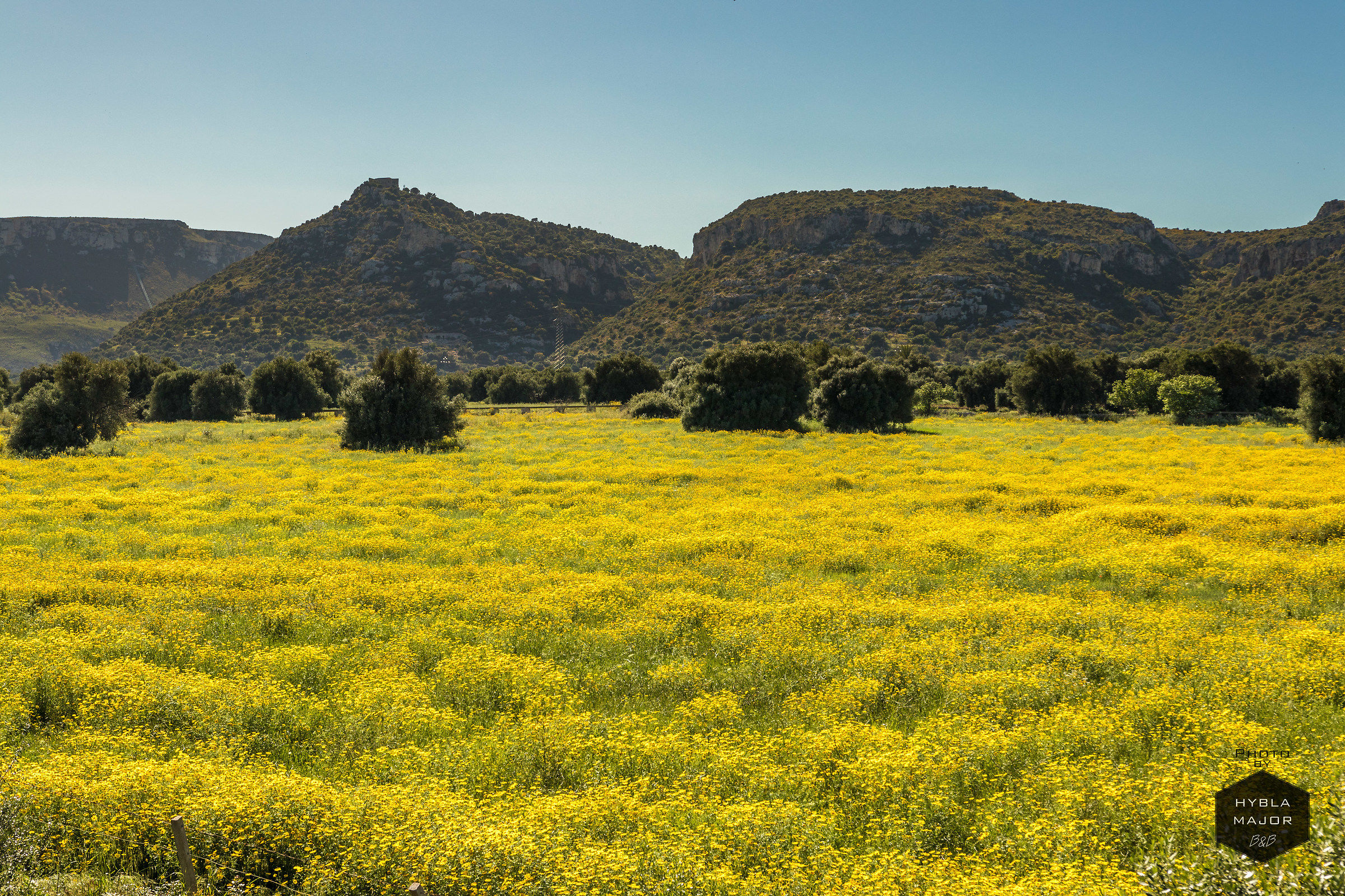 Yellow flowers