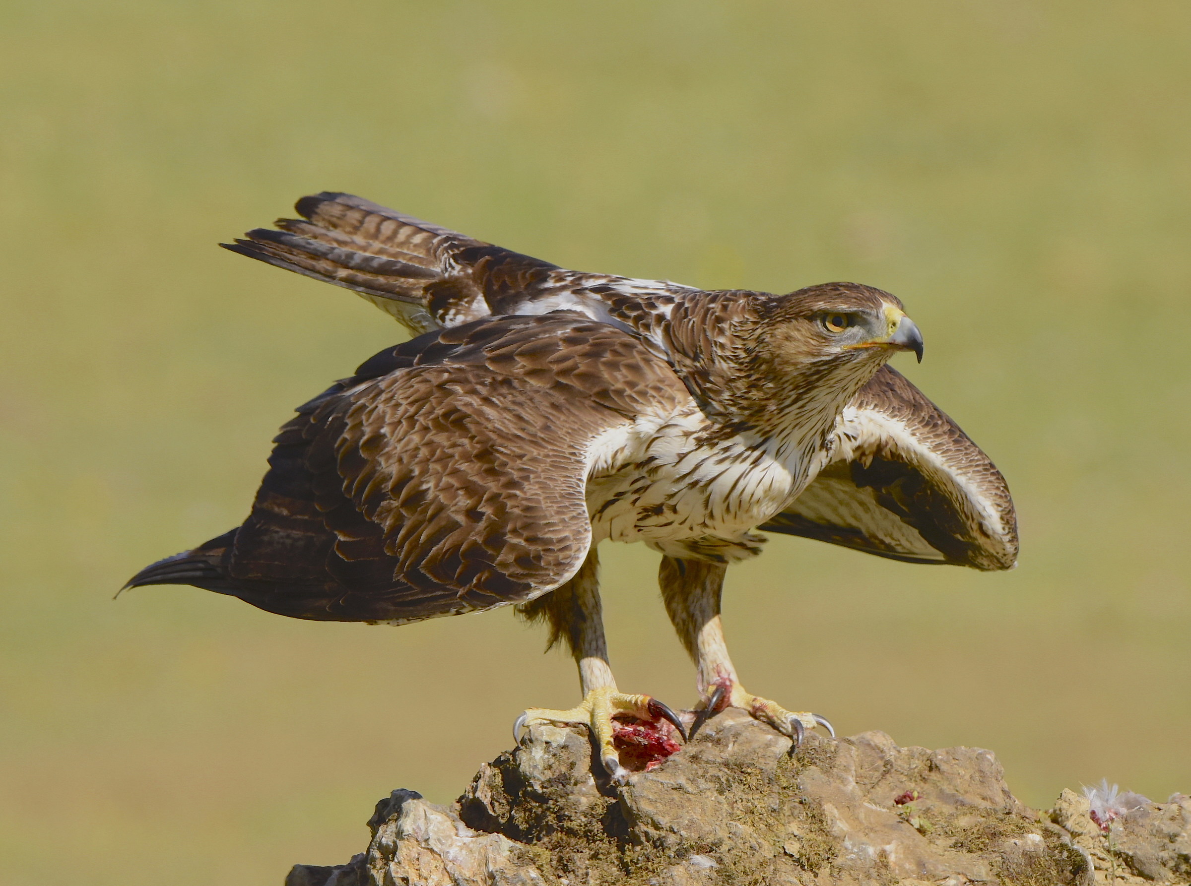 Bonelli's Eagle