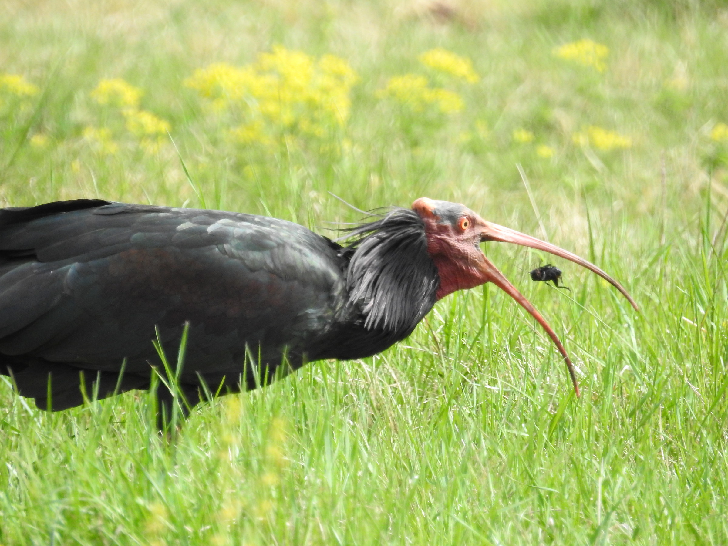 Ibis eremita a caccia di grilli