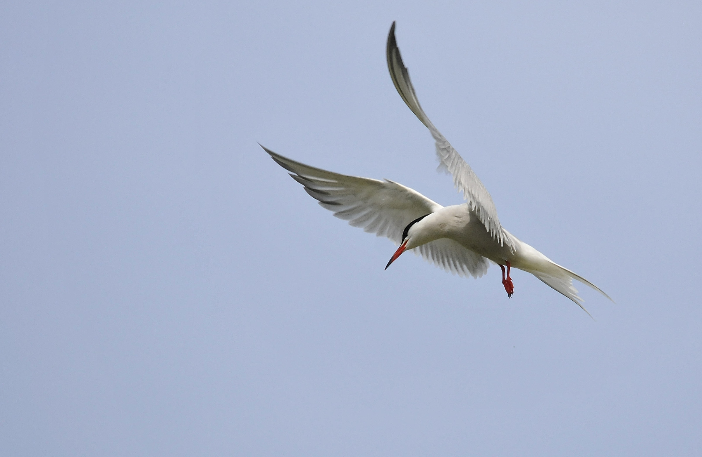 Sterna in spirito...