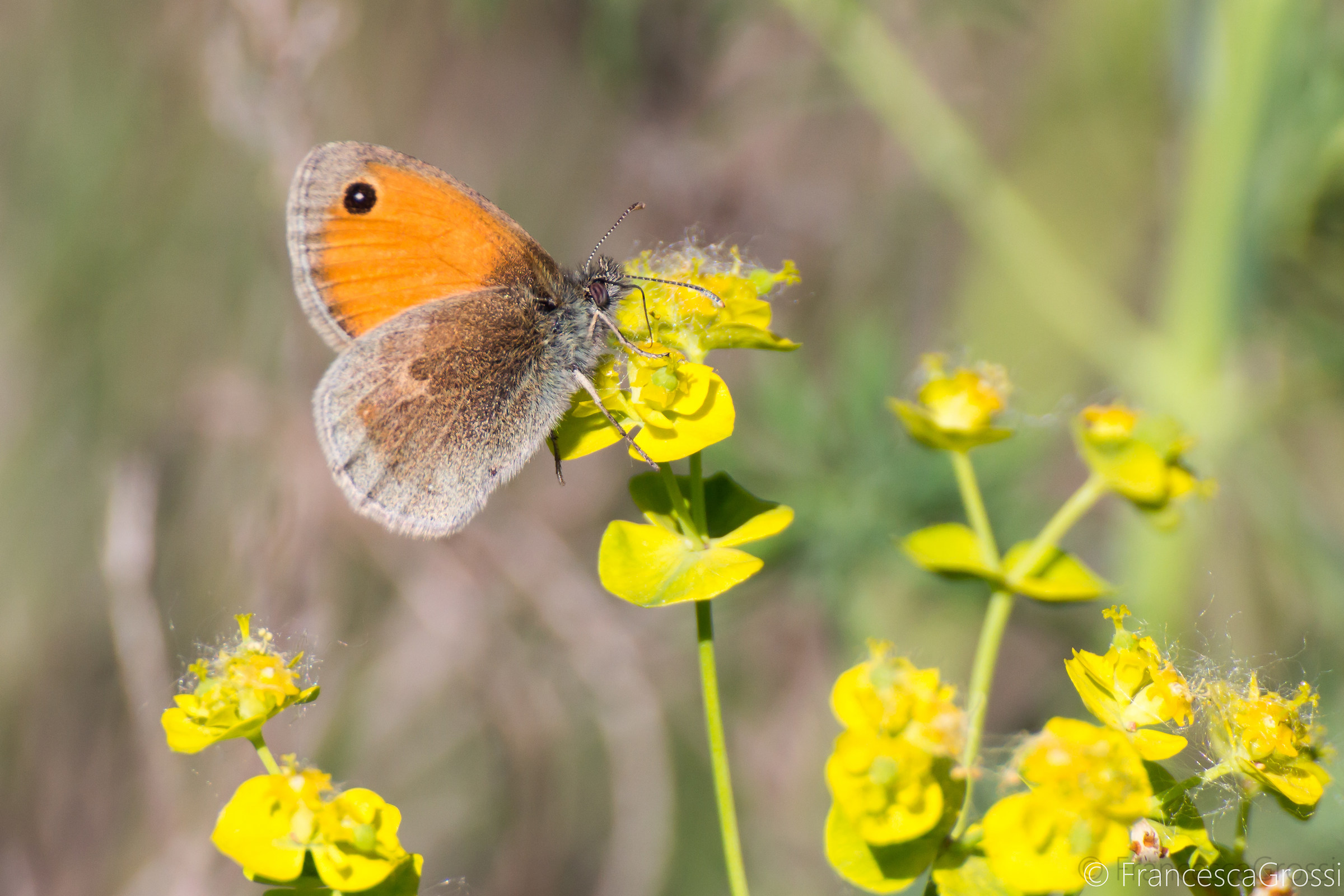Coenonympha pamphilus