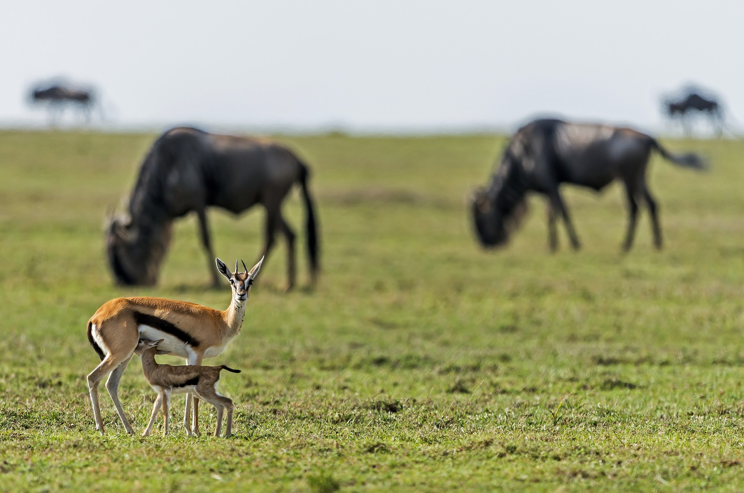 Tanzania 2017 - Savana