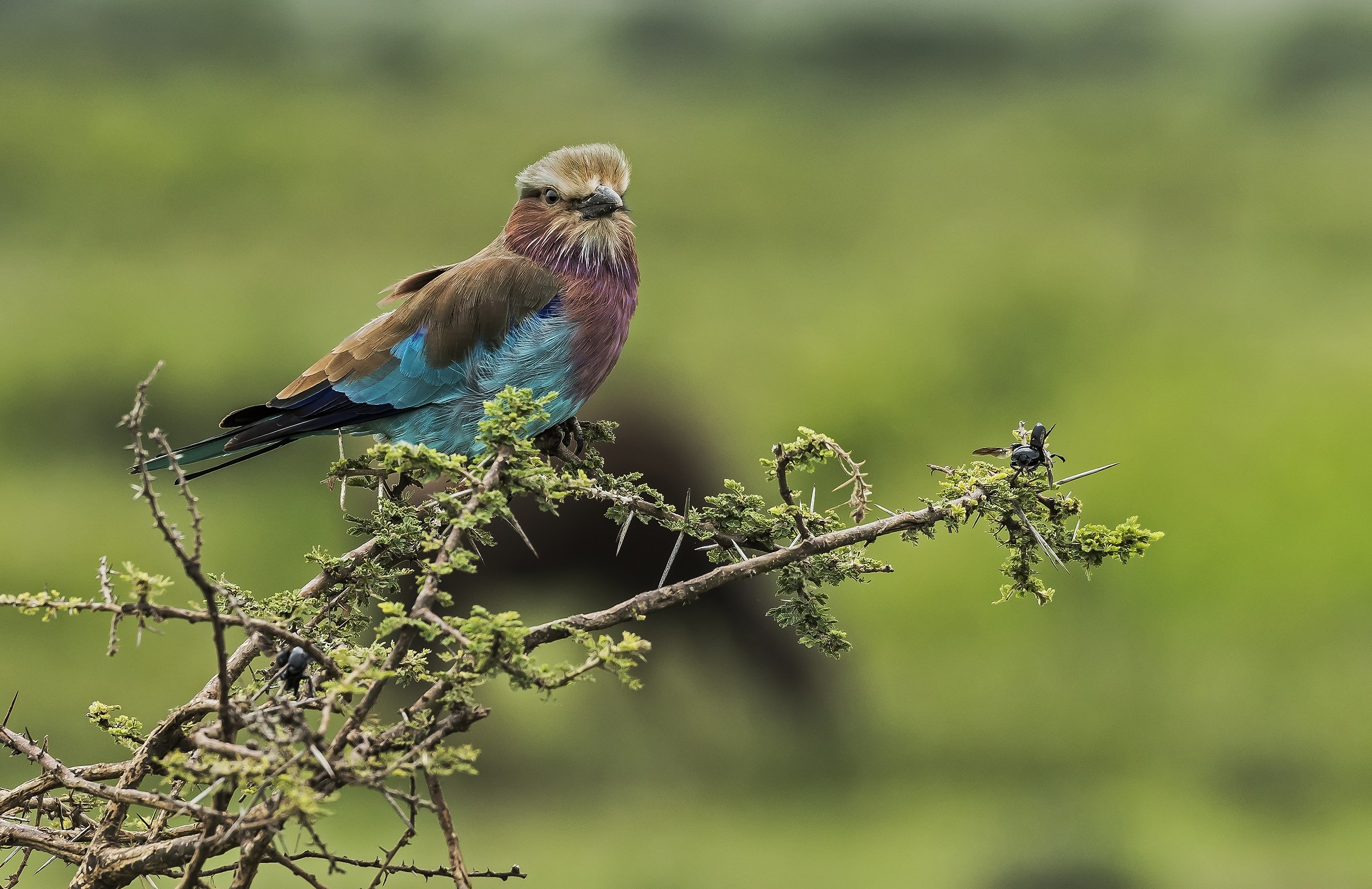 Tanzania 2017 - Ghiandaia
