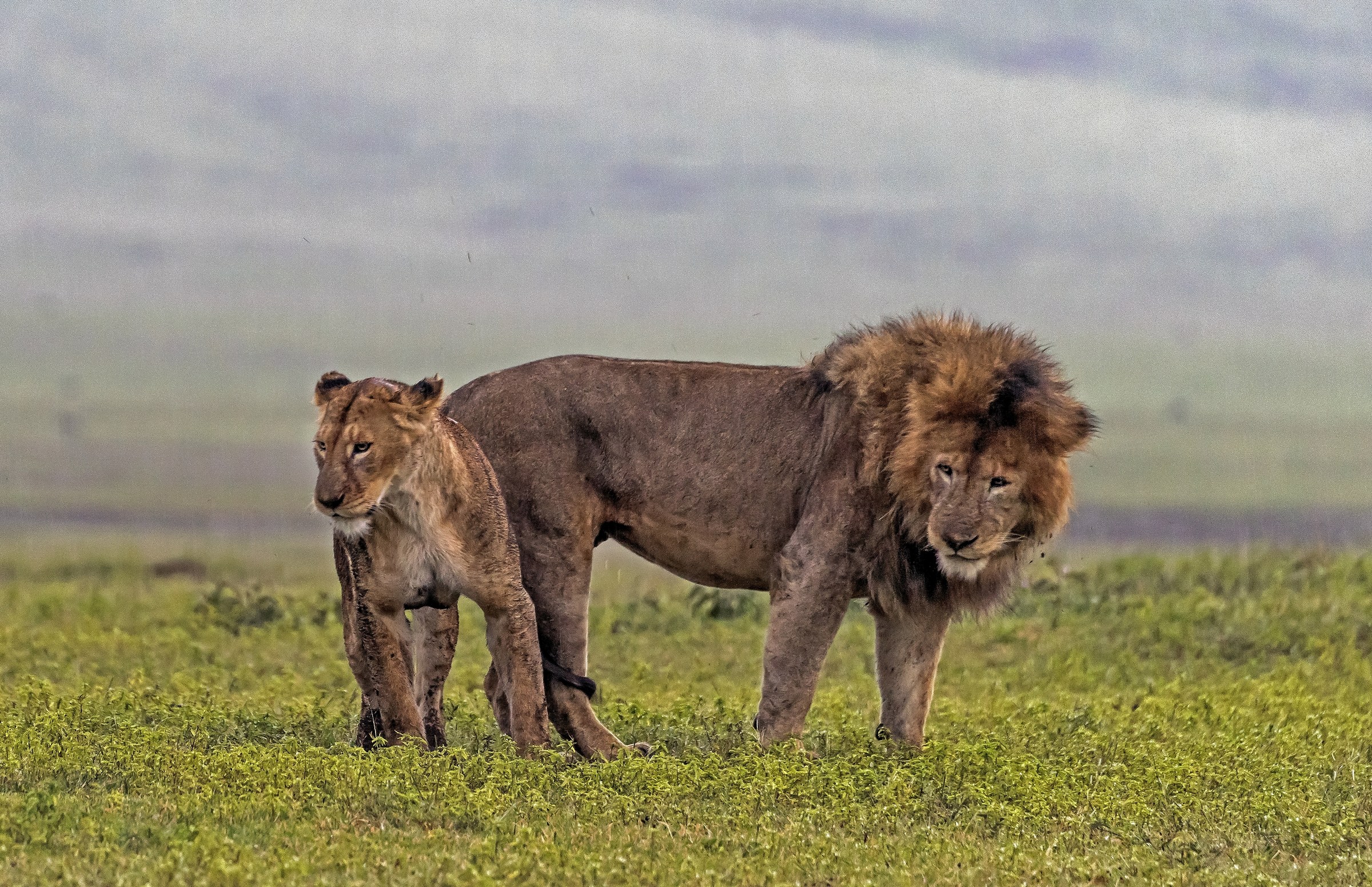 Tanzania 2017 - Coppia sotto pioggia