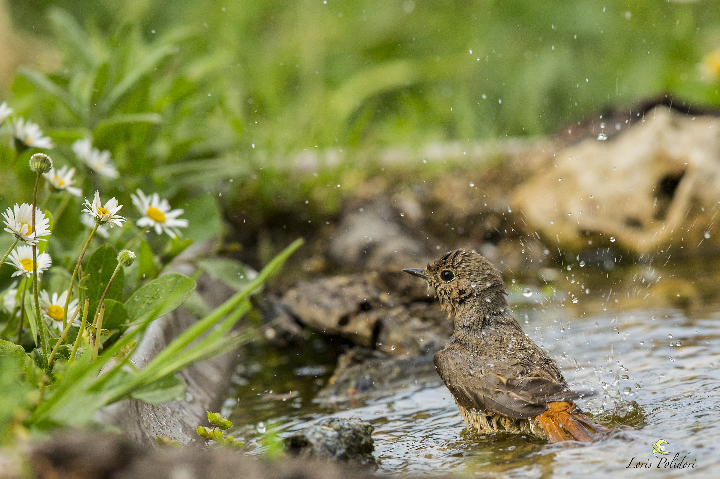 Codirosso che si rinfresca