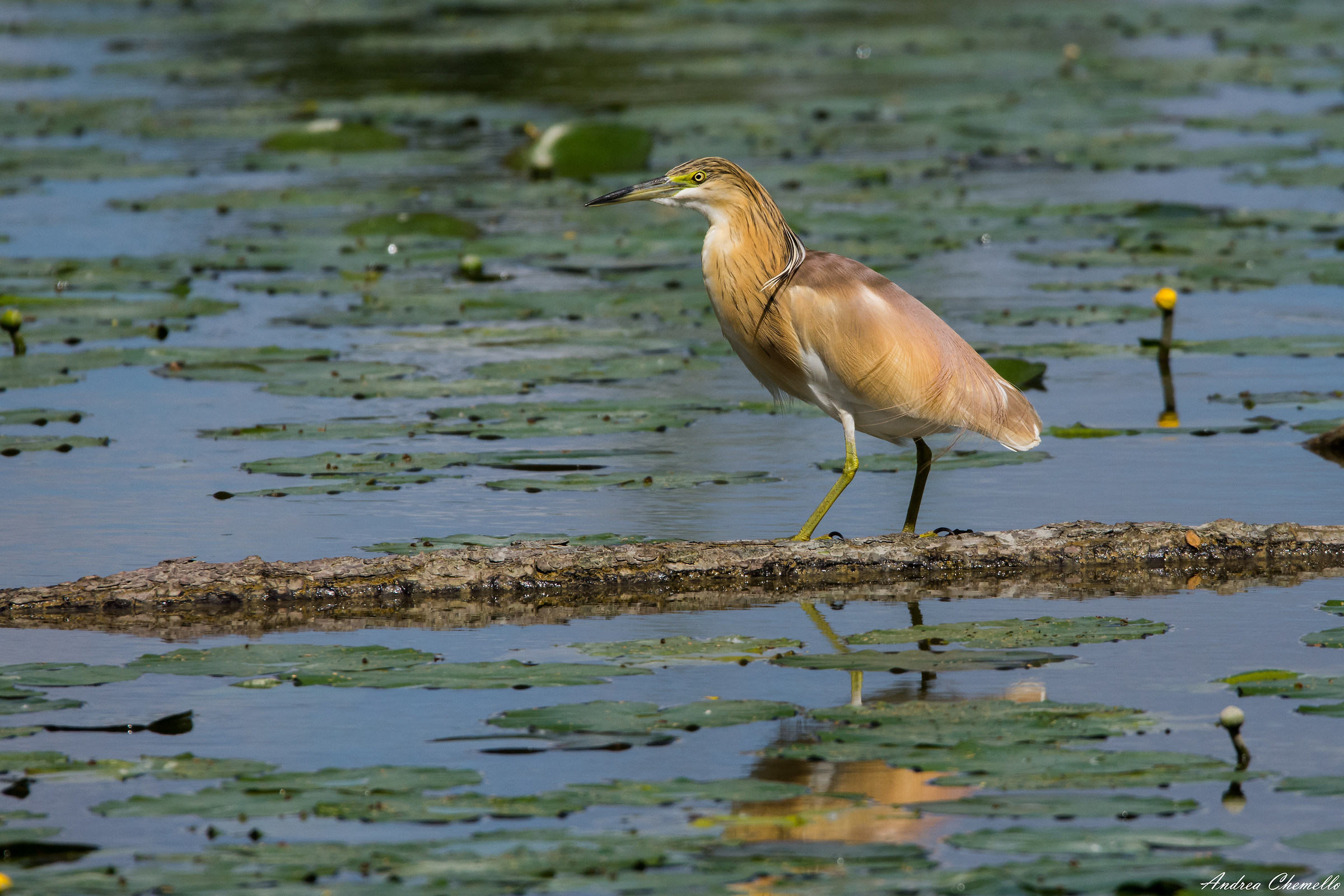 Squacco Heron (Ardeola ralloides)