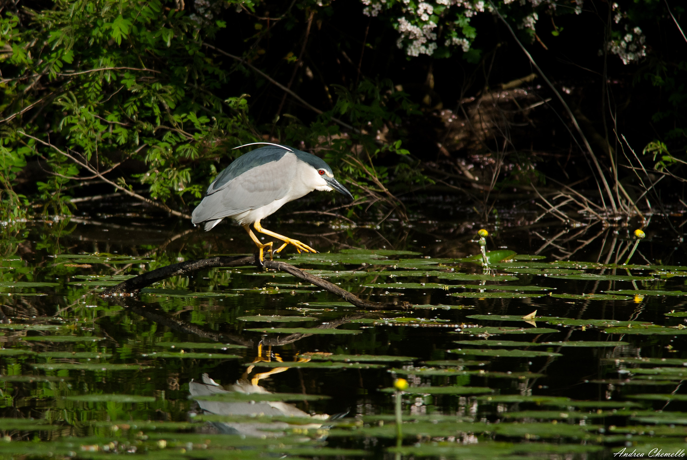 Night Heron (Nycticorax nycticorax)