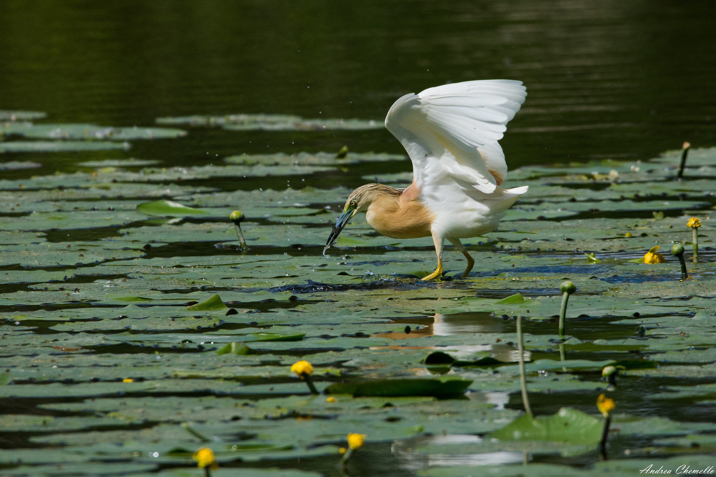 Squacco Heron (Ardeola ralloides) 2