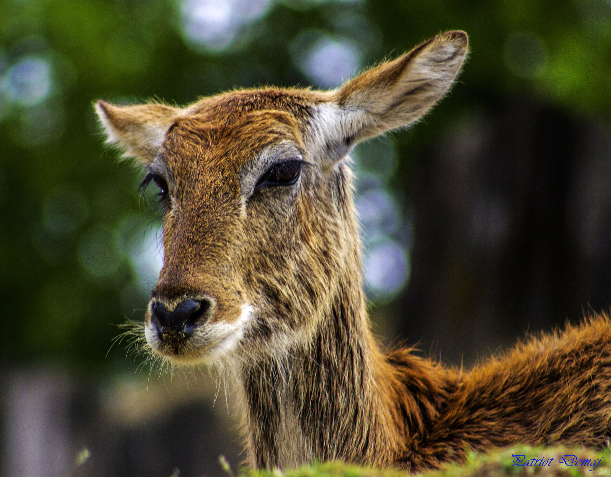 Bella come una principessa...