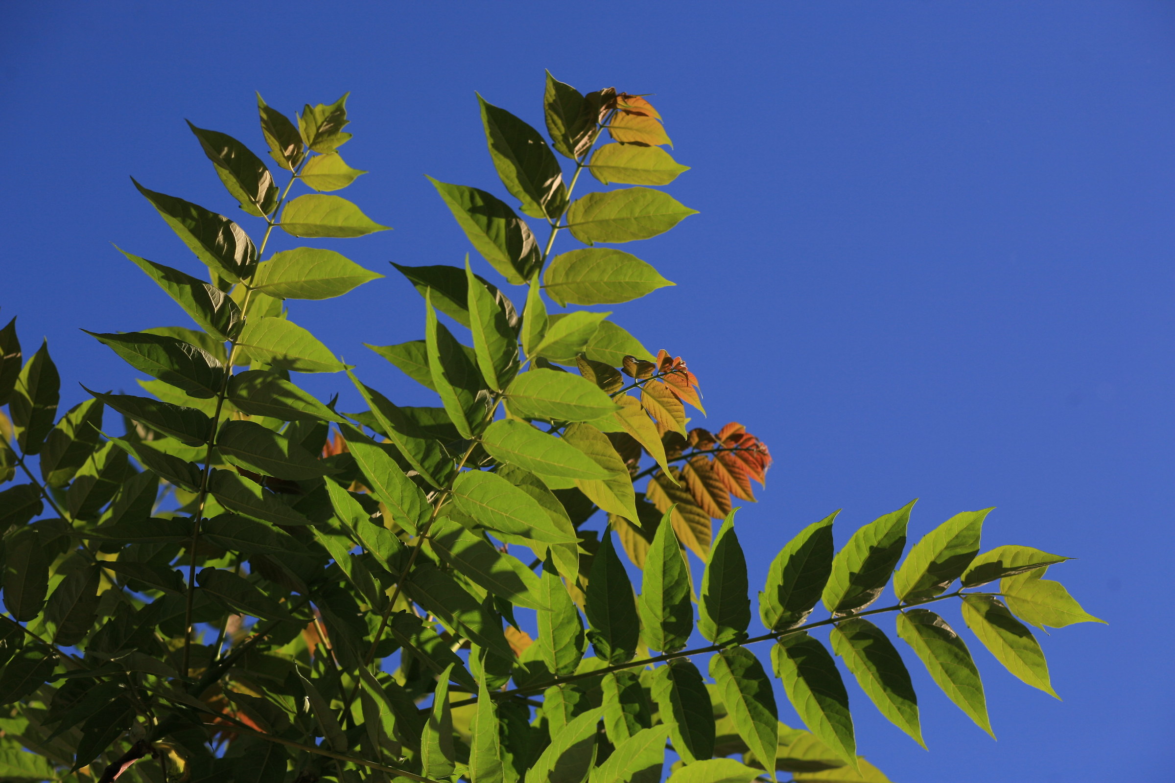 Foglie verdi su cielo blu