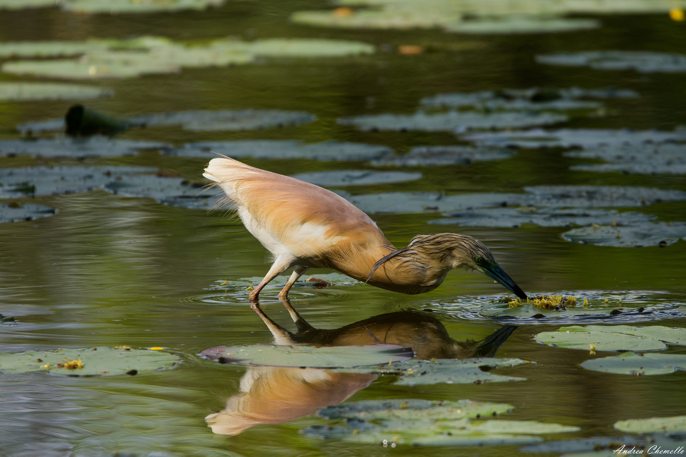 Squacco Heron (Ardeola ralloides) 1