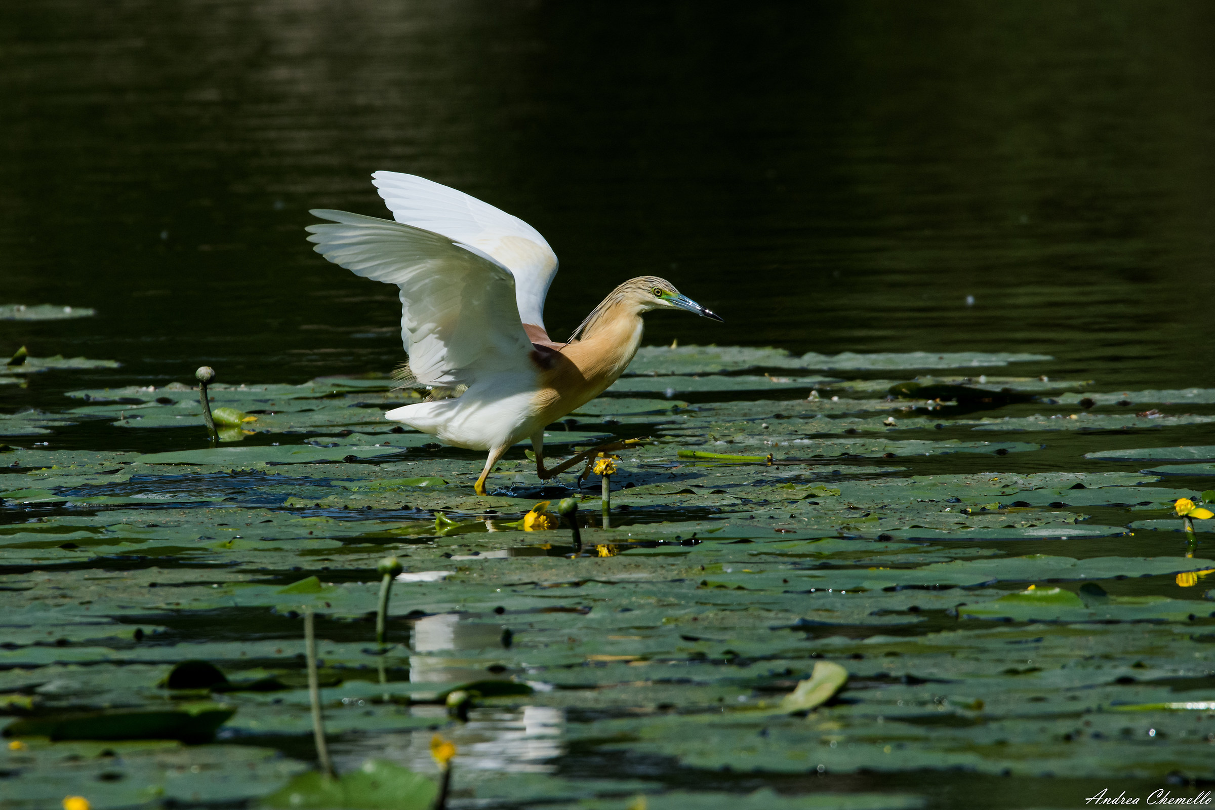 Squacco Heron (Ardeola ralloides) 3