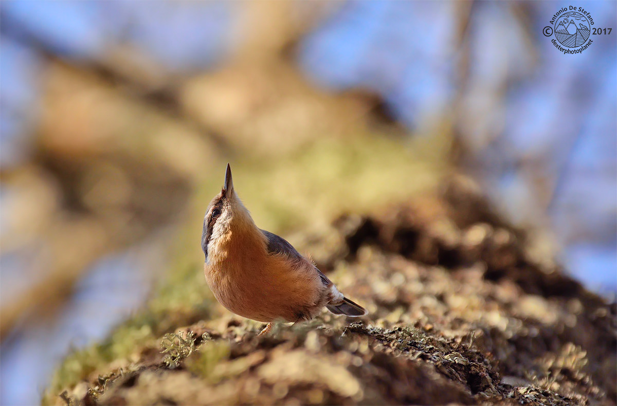 woodpecker antigravity