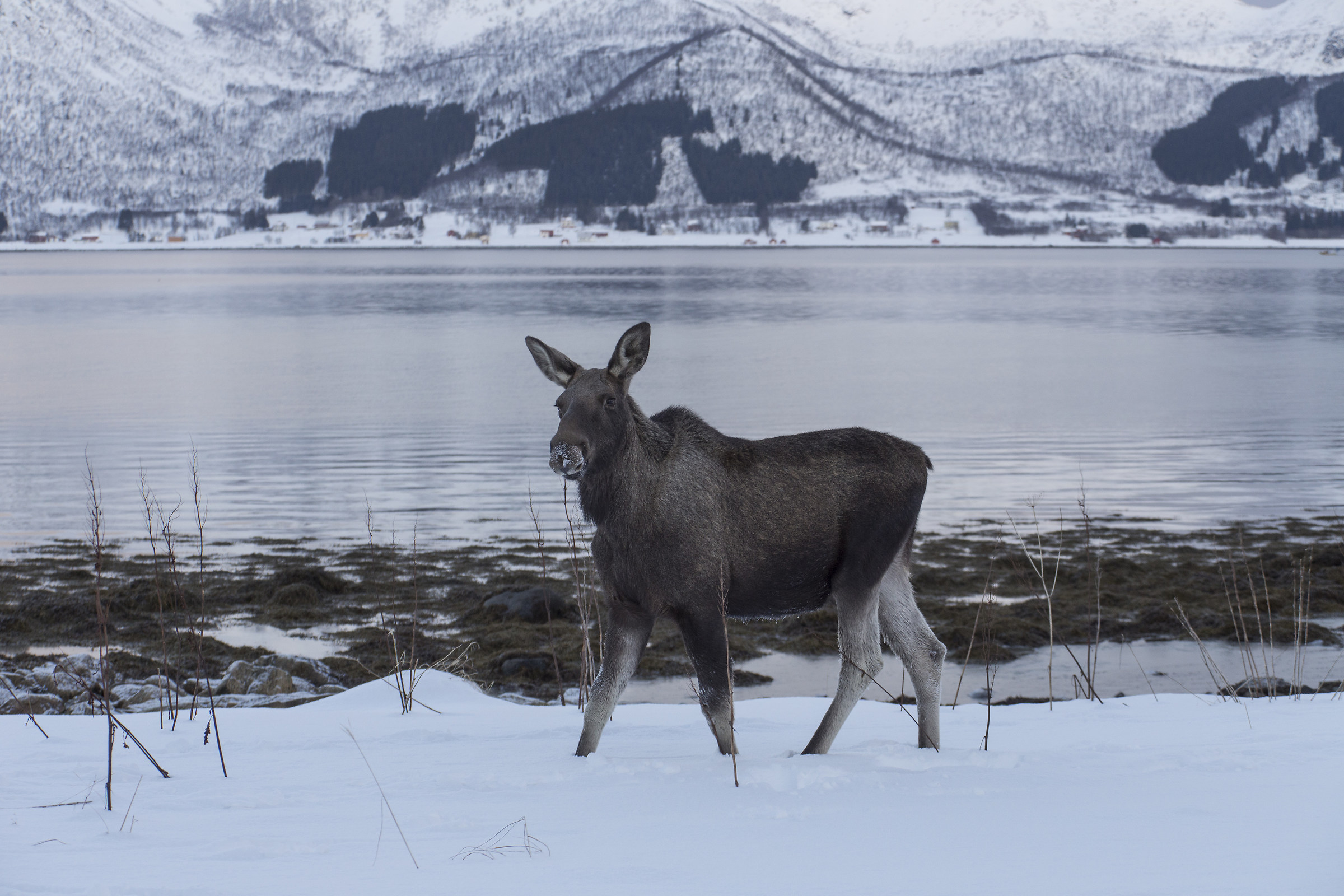 Moose in Troms