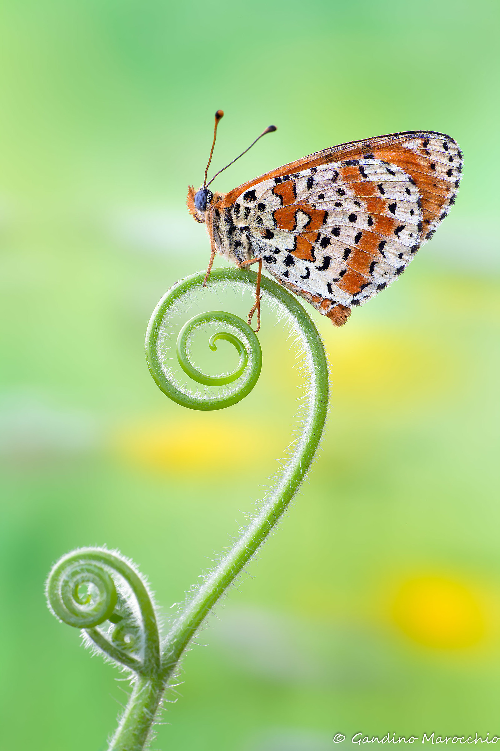 Melitaea didyma