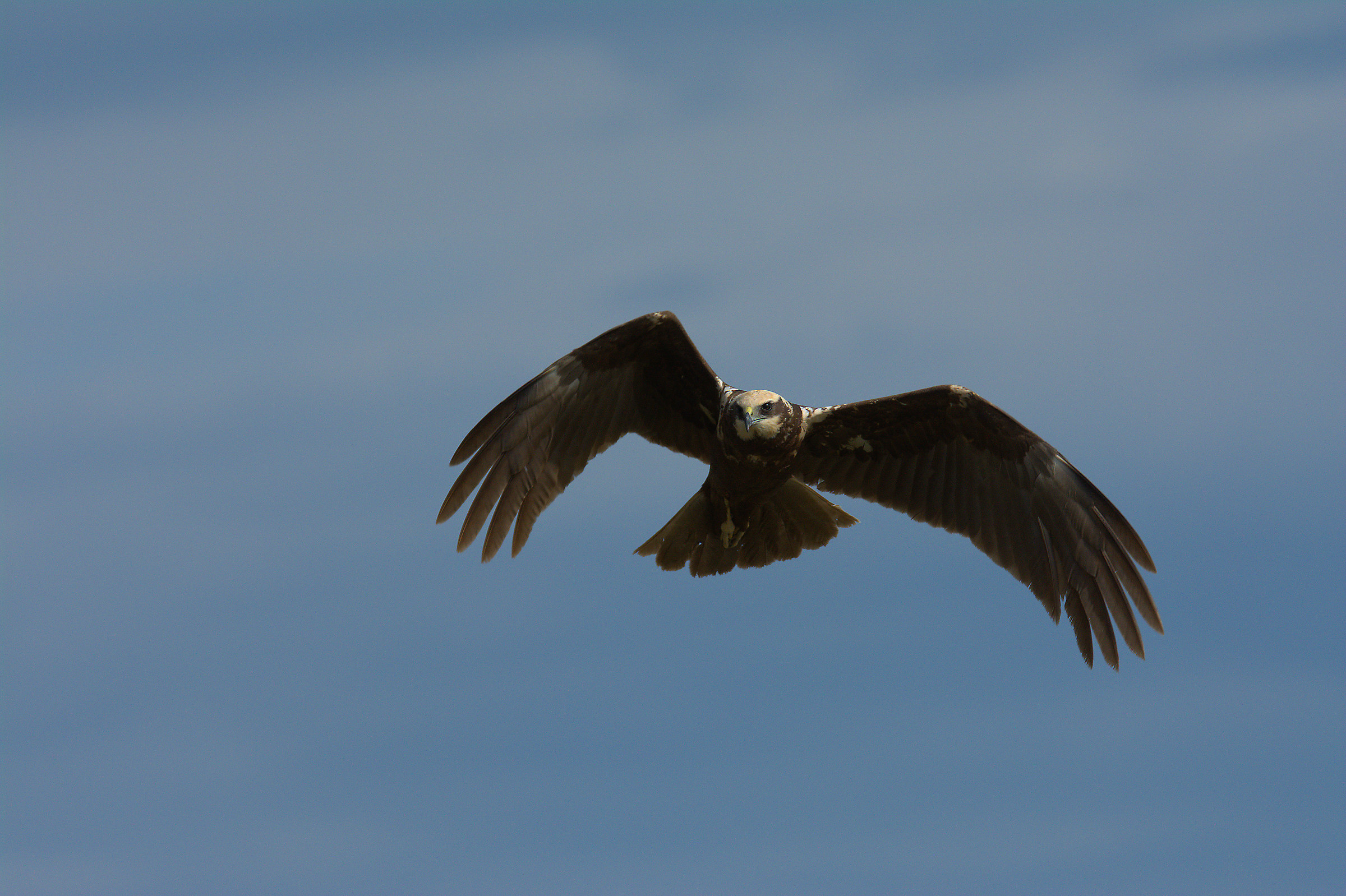 Marsh Harrier