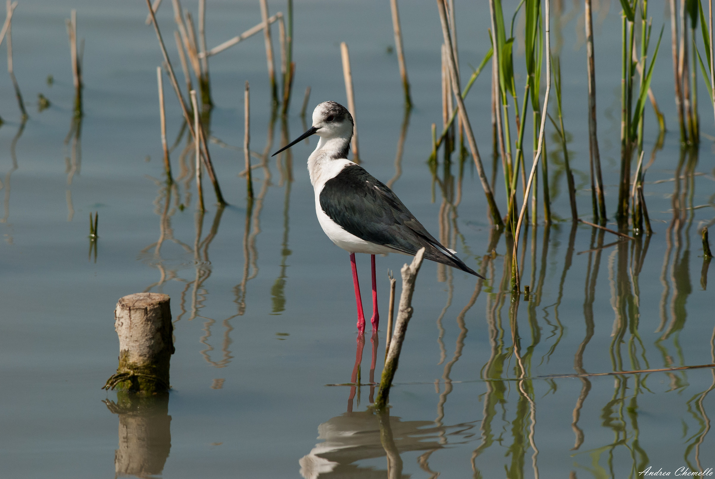 Knight of Italy (Himantopus himantopus) 1