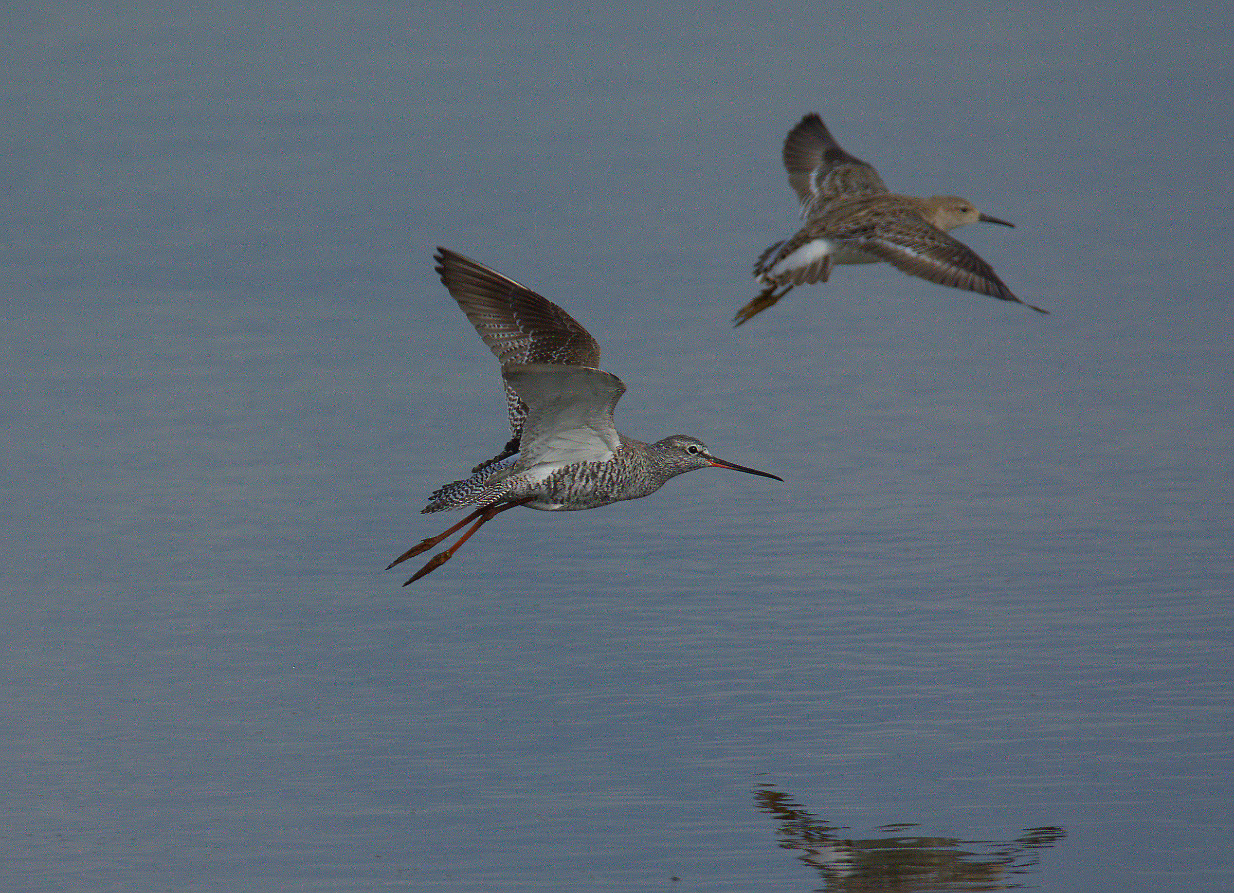Spotted Redshank and fighter