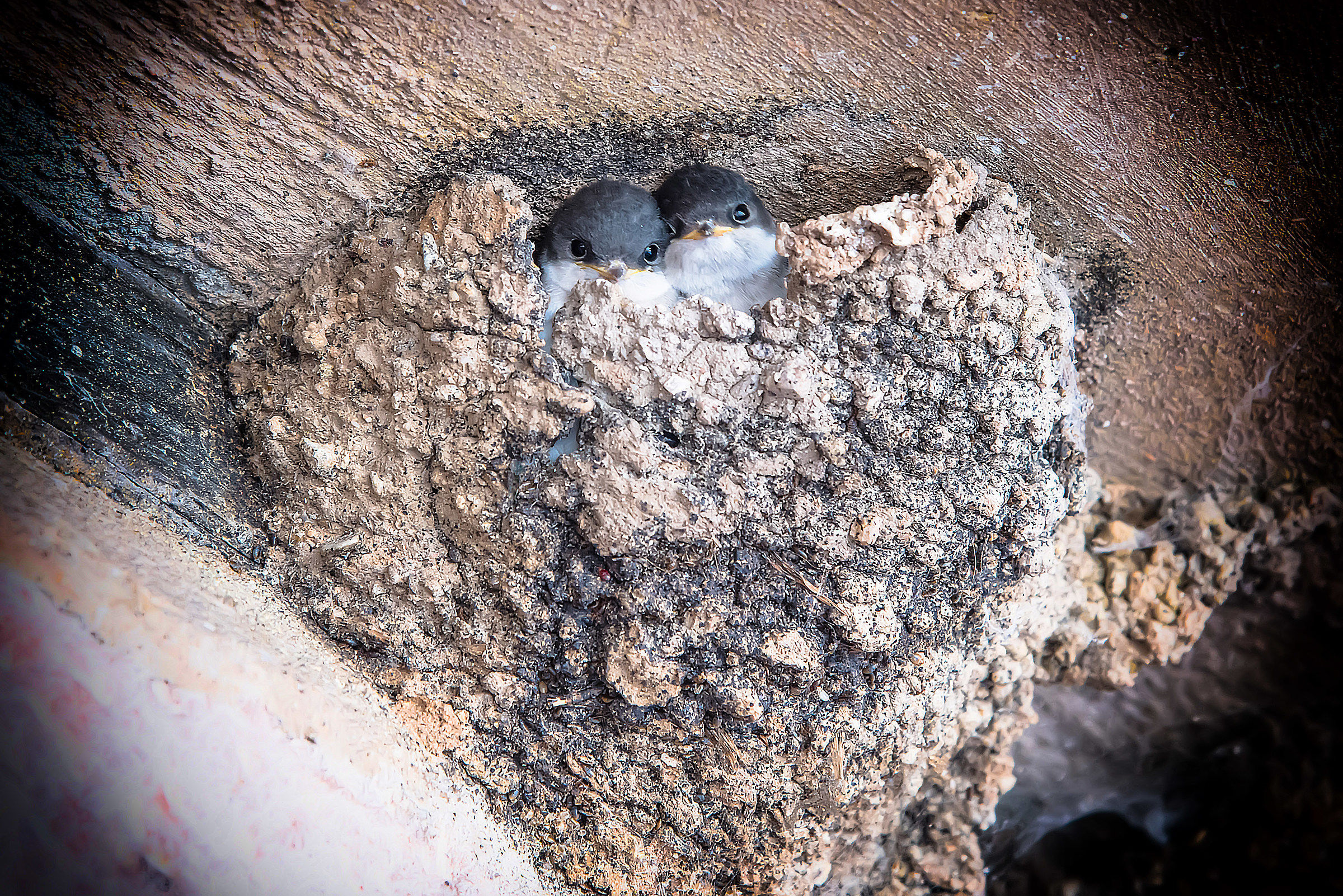 A nest in the shape of Heart