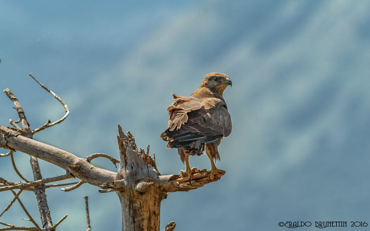 Poiana (Buteo Buteo)
