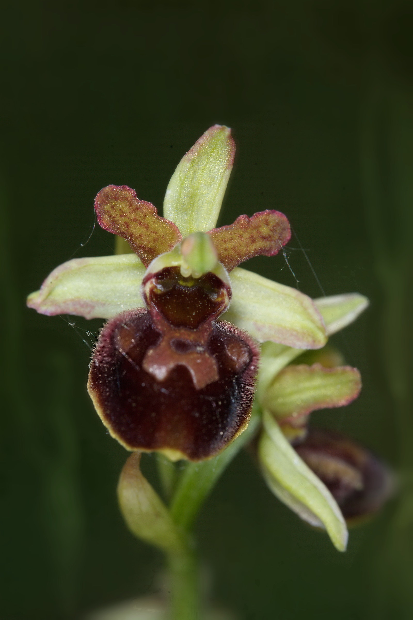 Orchis Speghodes