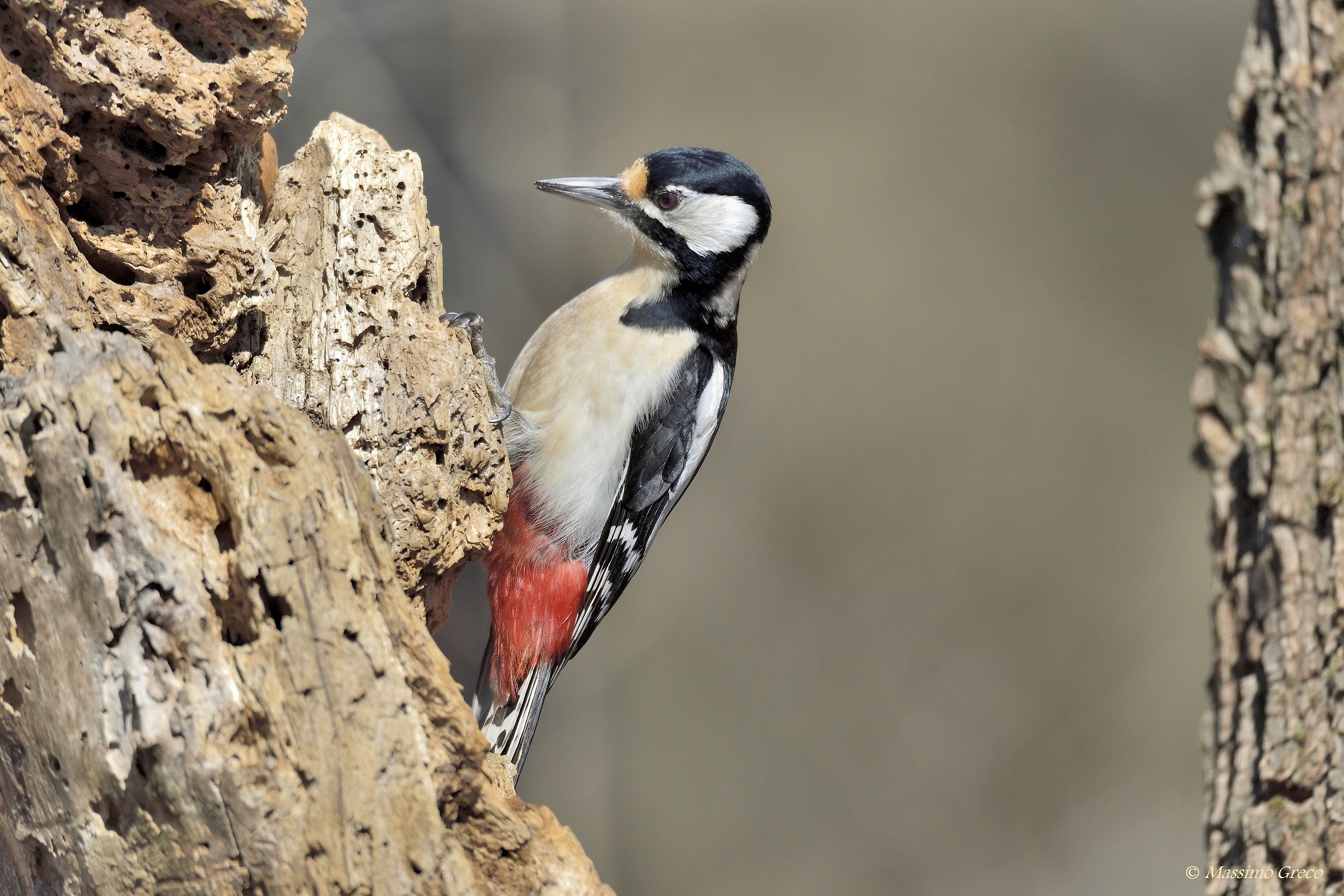 Picchio rosso maggiore