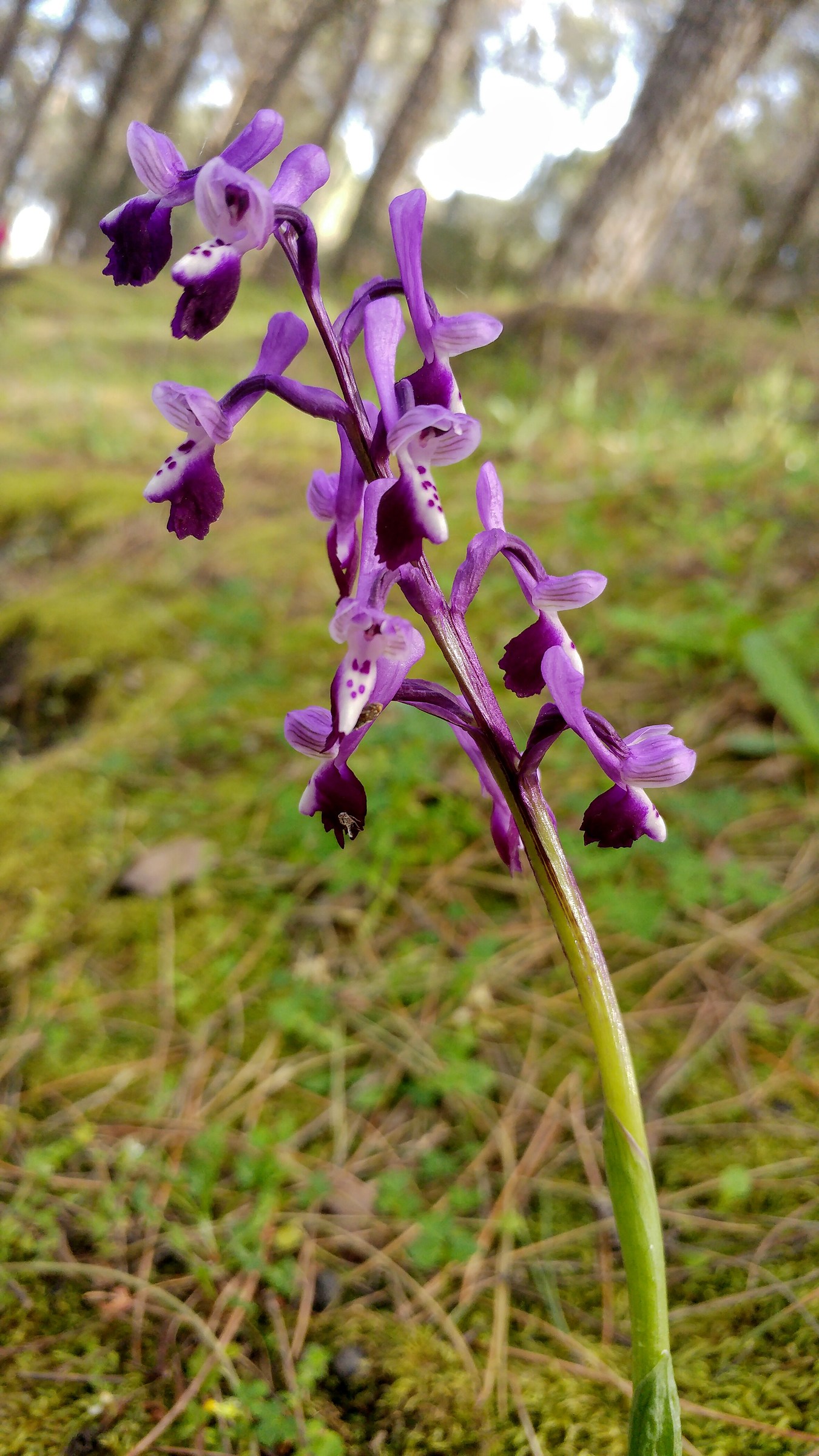 Orchidea sull'Etna