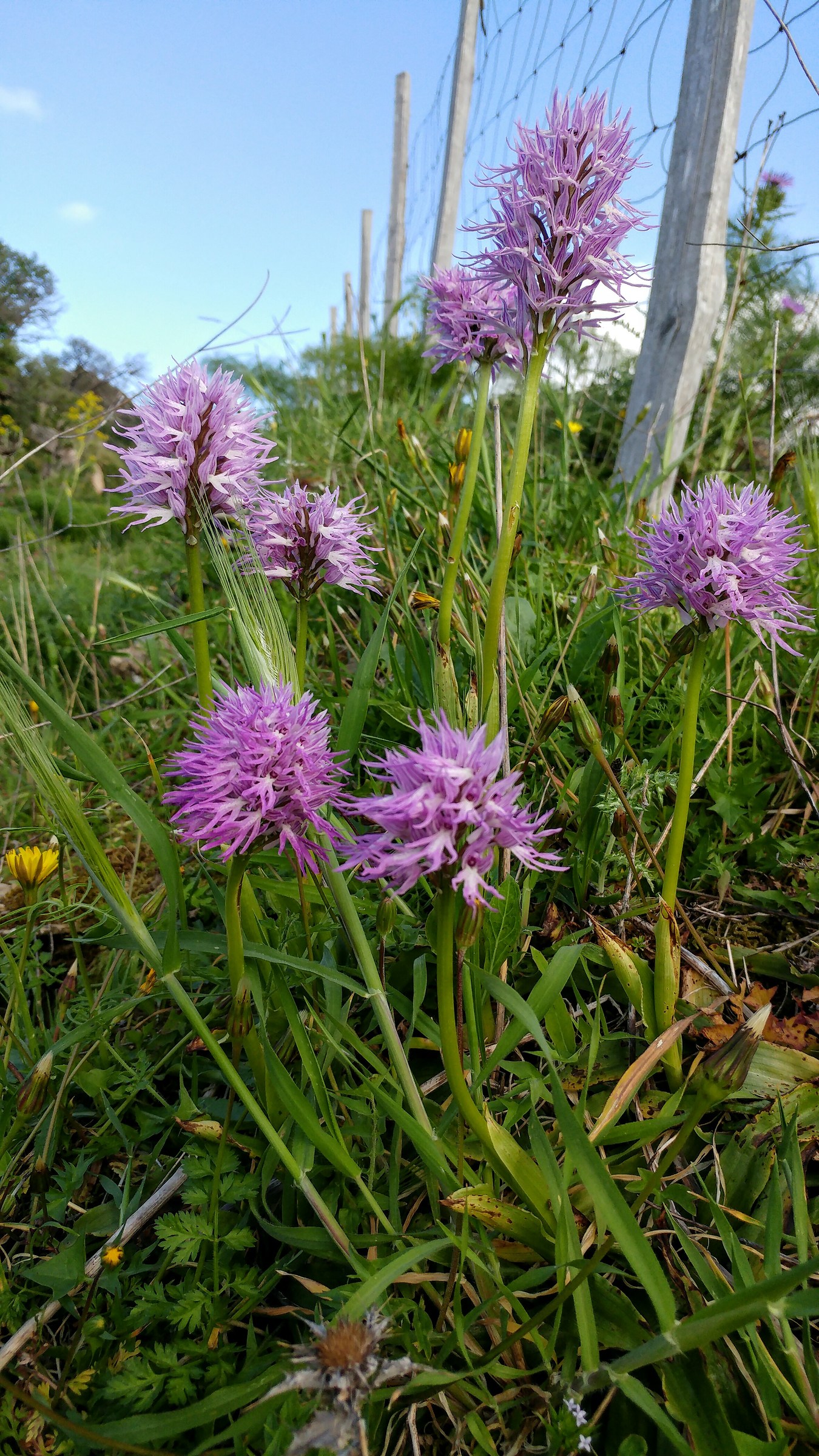 Orchidee sui Peloritani
