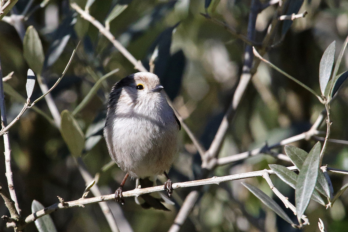 Long-tailed Tit