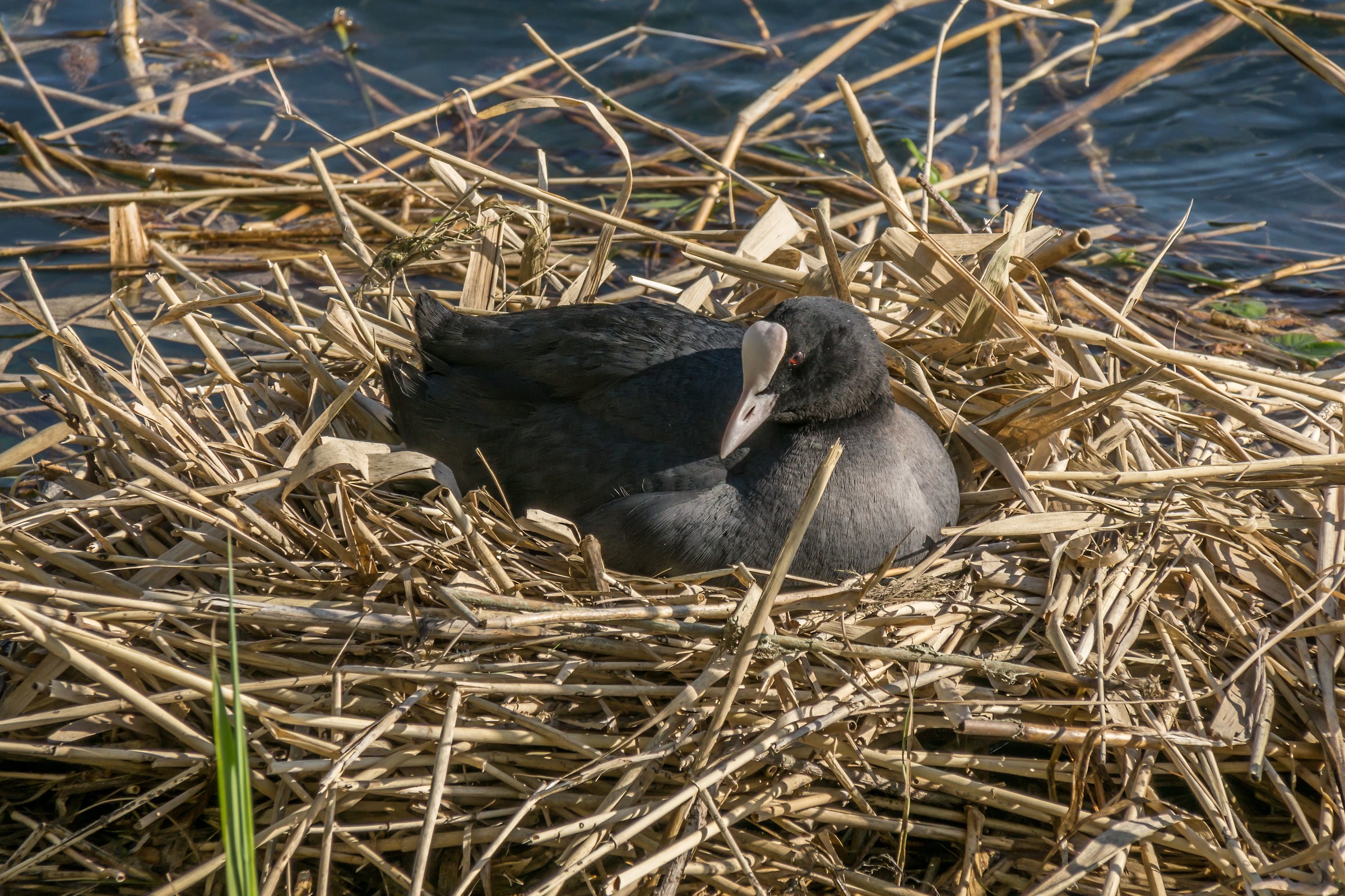 Coot nest hatching on the float - 7