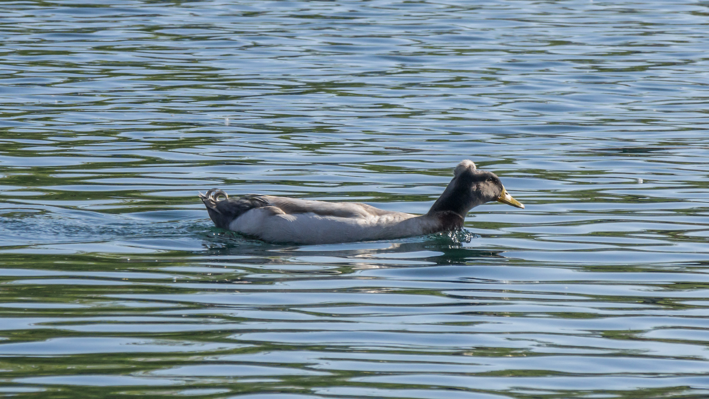 Maschio di Anatra ciuffata
