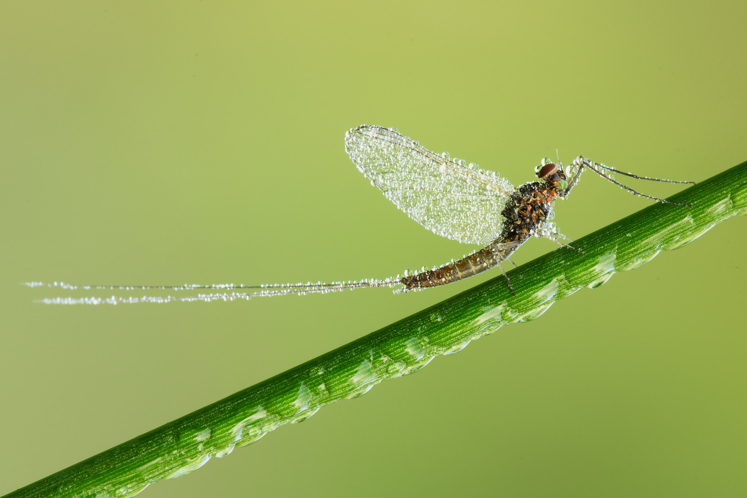 mayfly