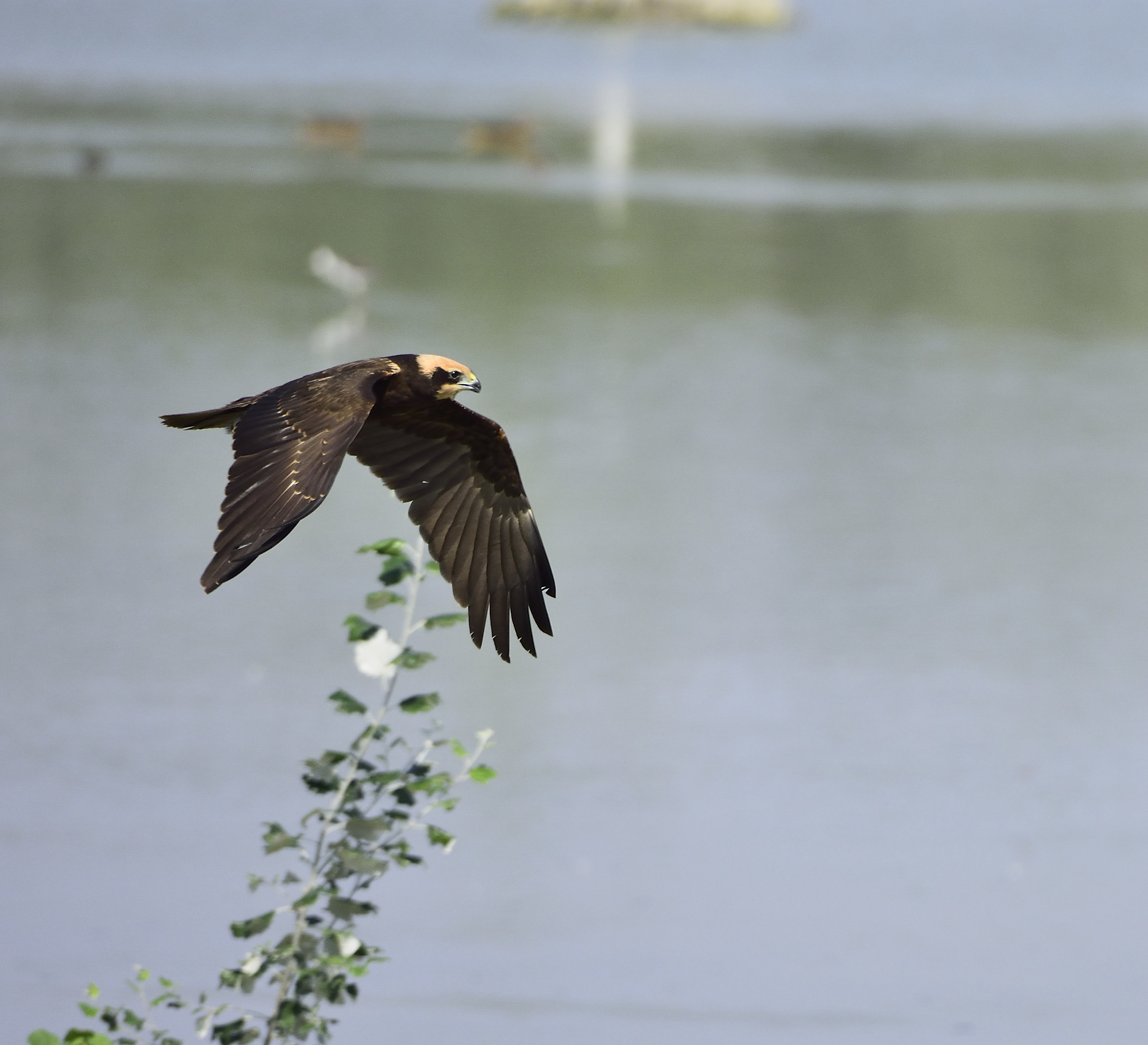 marsh harrier