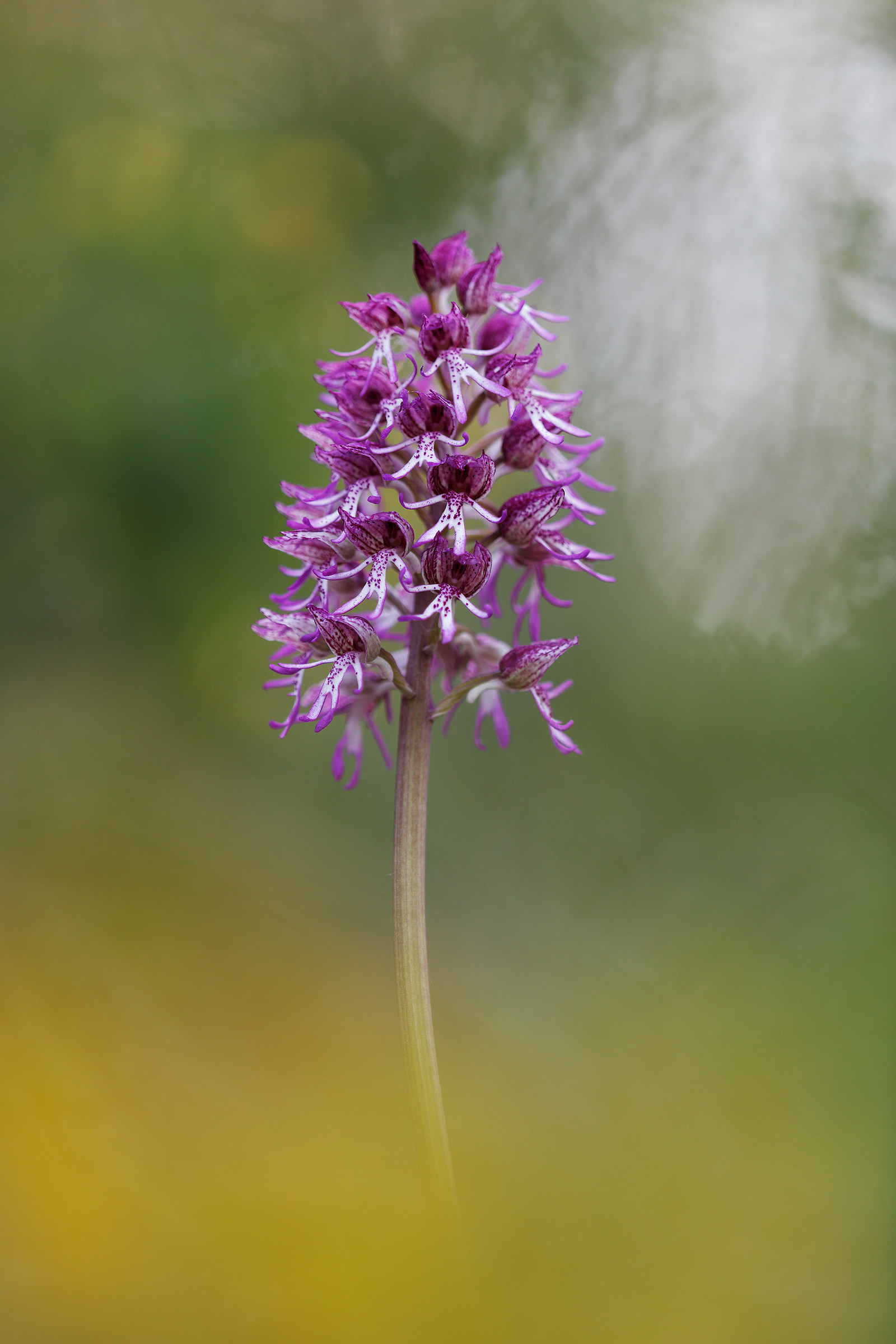 Orchis angusticruris