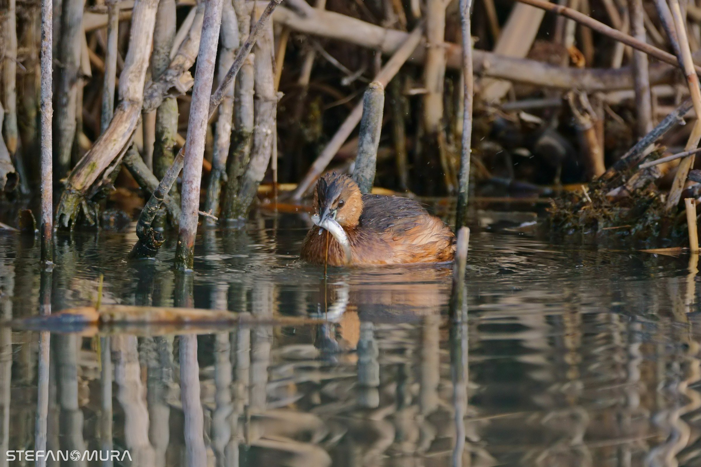 greedy little grebe