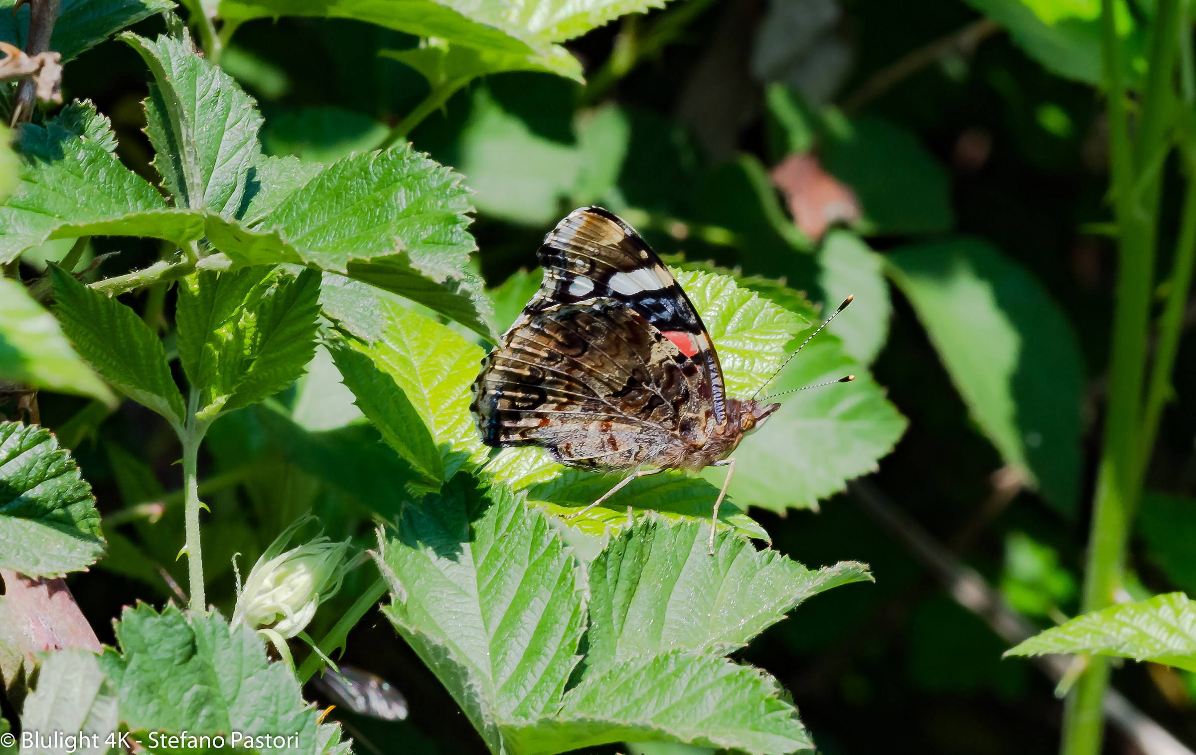 Butterfly - Nikon D7200 - Nikon 100mm Series E / F16