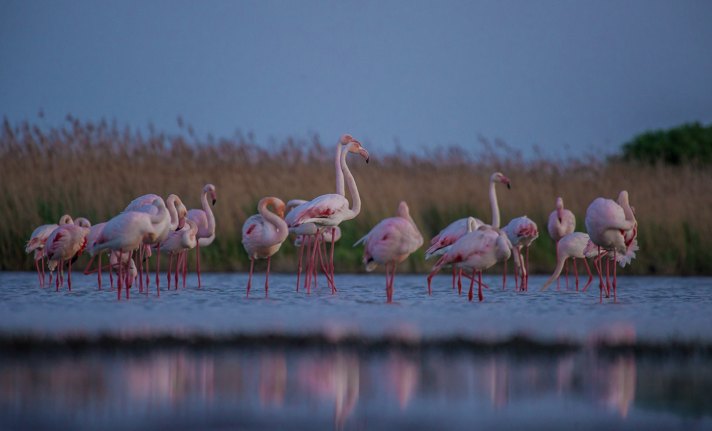 flamingos at the blue hour.