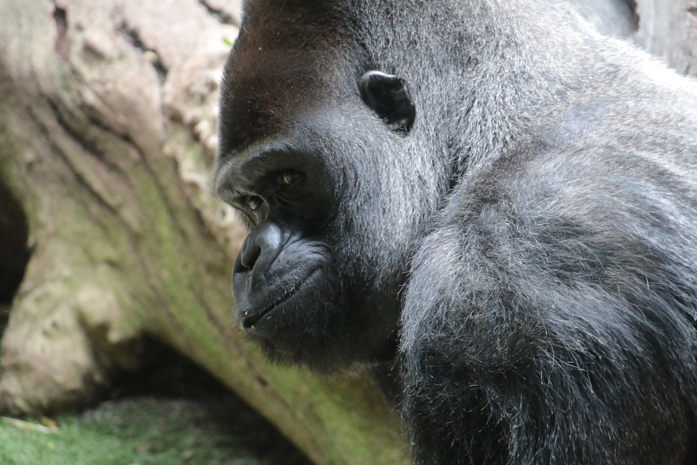 lomo parque tenerife