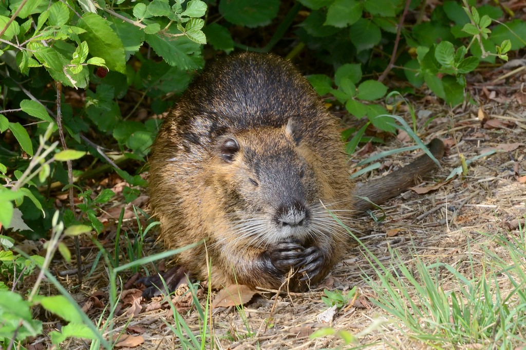 nutria