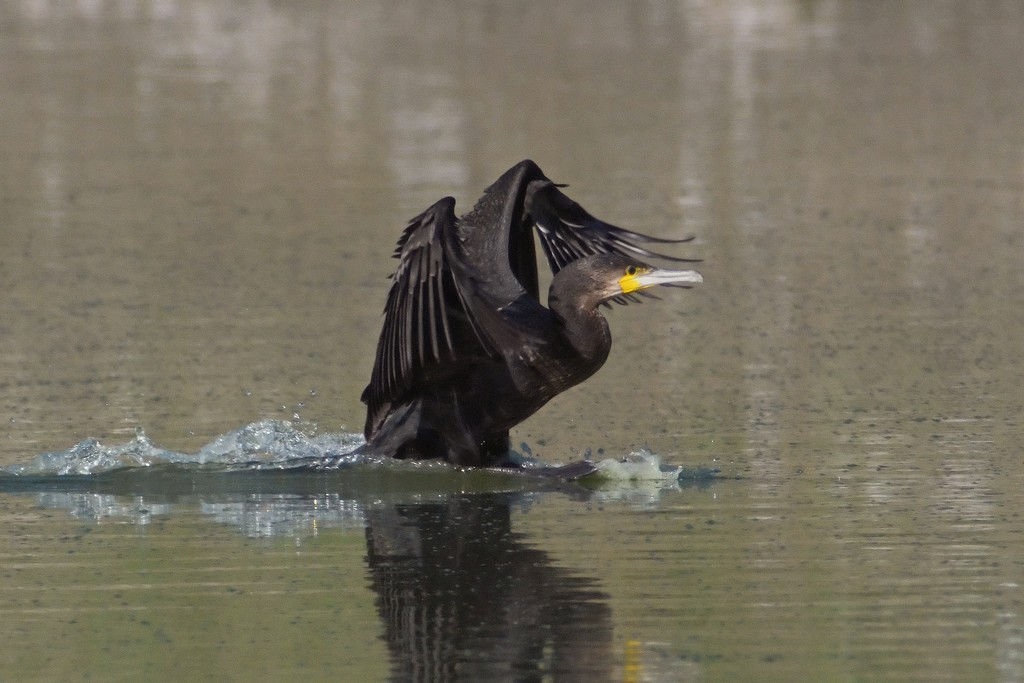 cormorano in ammaraggio
