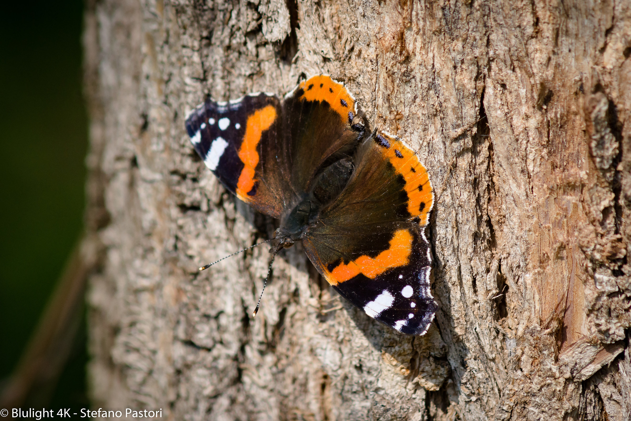 Butterfly - Nikon D7200 - Nikon 80-200 F4
