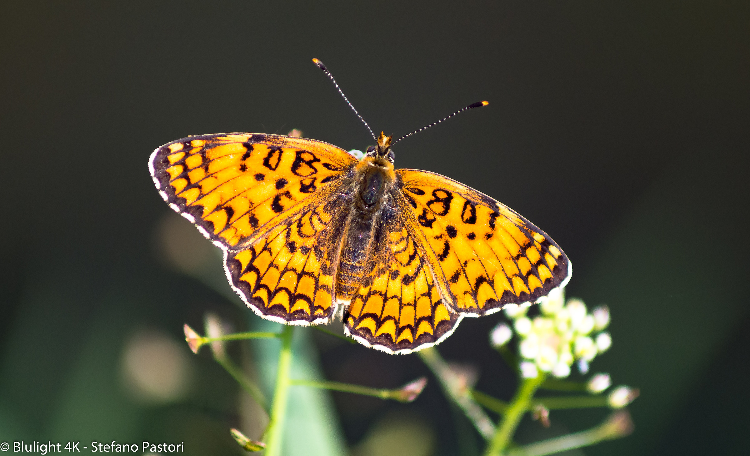 Butterfly - Nikon D7200 - Nikon 80-200 F4
