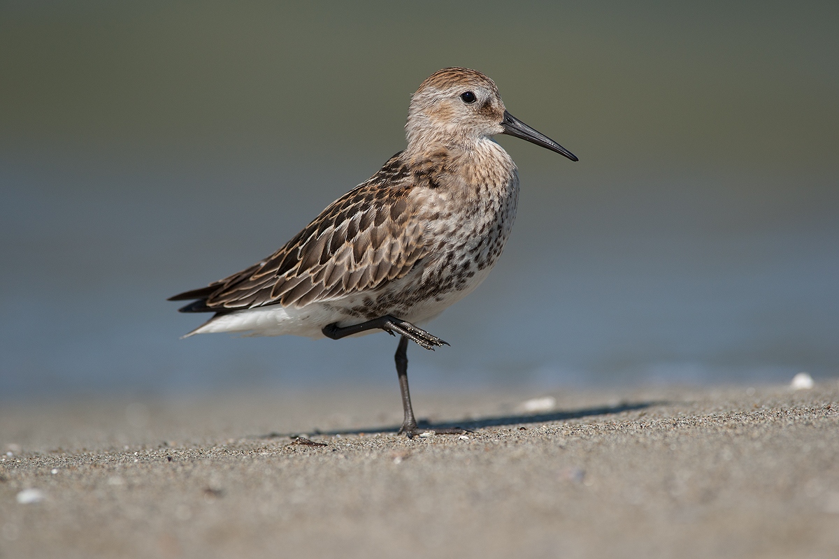 dunlin
