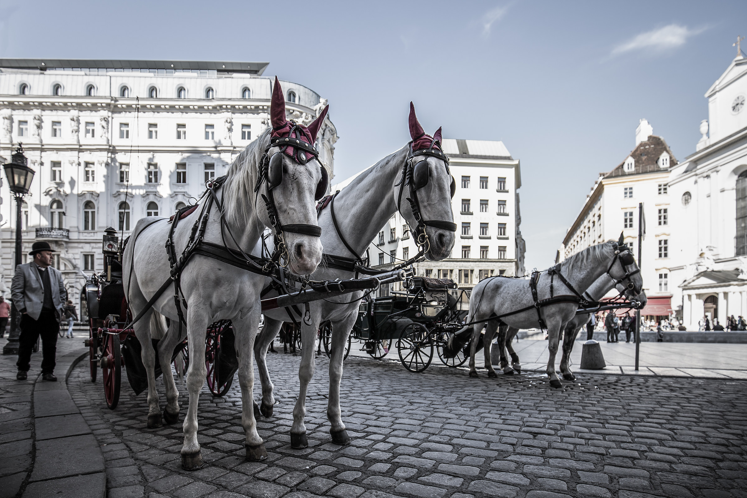 Hofburg Lipizzarer \\\\ The Lipizzaner Horses Hofburg.