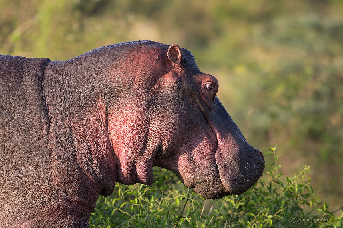 Hippo