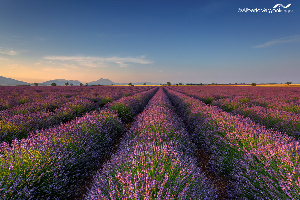 Plateau valensole