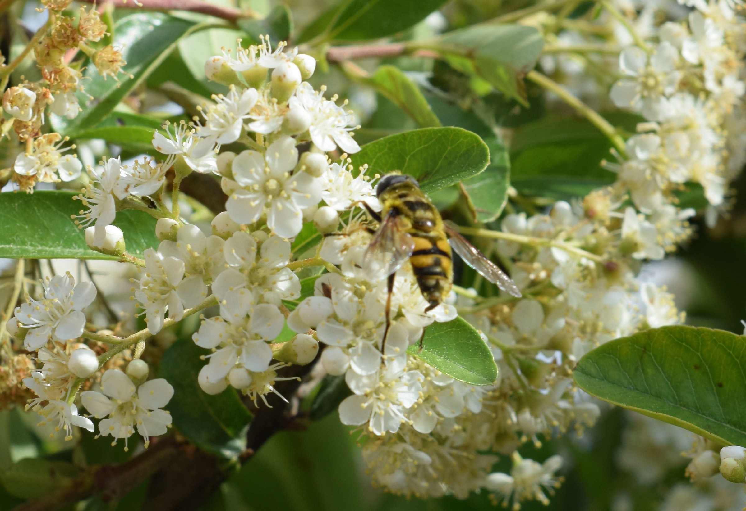 good nectar pyracantha