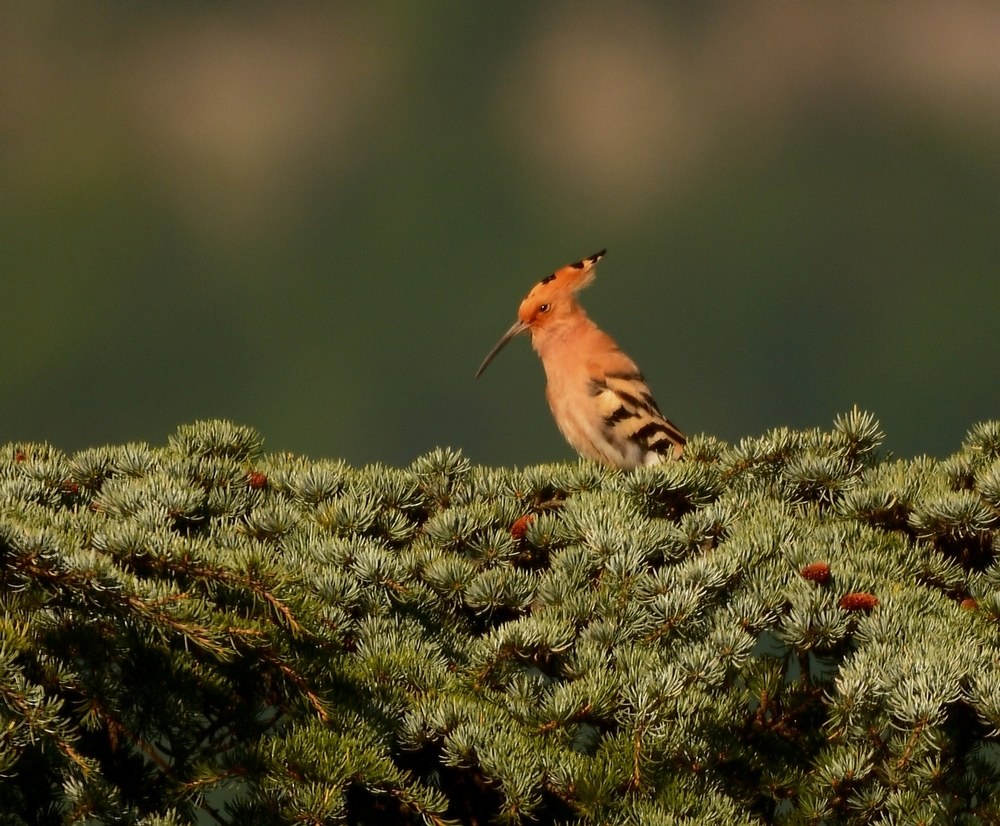 Hoopoe